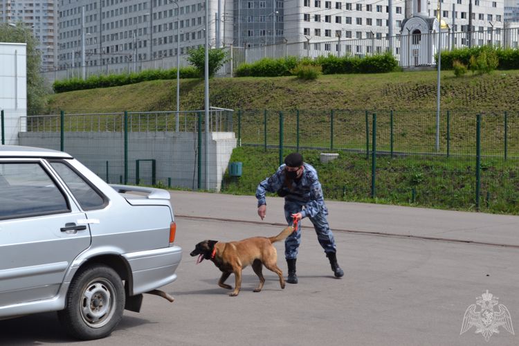 В преддверии Дня кинологической службы Росгвардии кинолог столичного ОМОН рассказала о своей службе