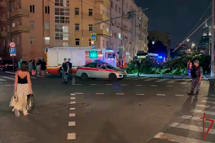 Росгвардейцы предотвратили трагедию после падения дерева в Москве