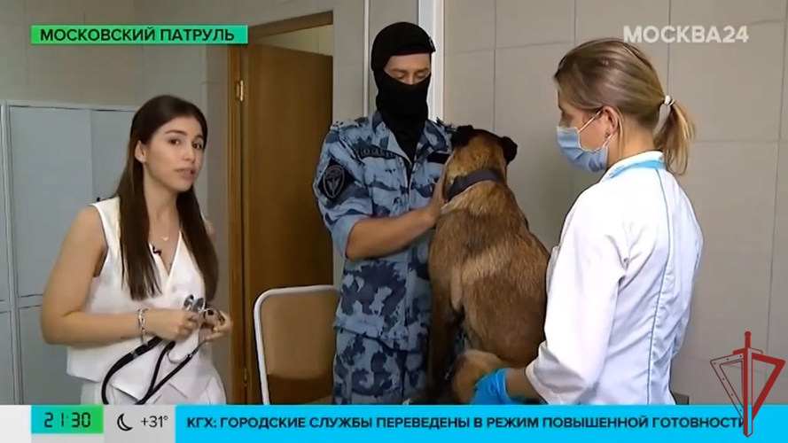 За состоянием здоровья служебных собак Росгвардии присматривают ветеринары