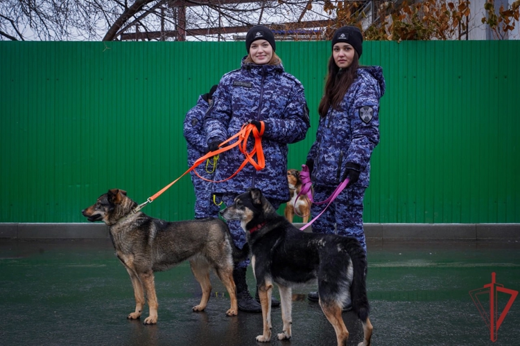 Московские росгвардейцы организовали благотворительную акцию в приюте для животных (видео)