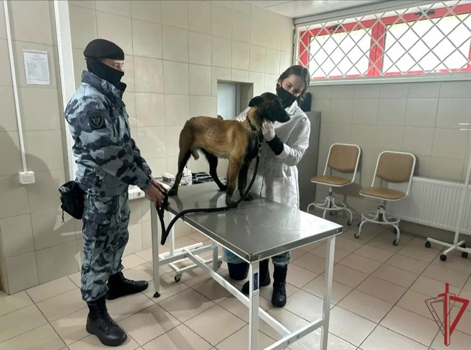 Ветеринарные специалисты столичного главка Росгвардии: профессиональная забота о здоровье служебных собак