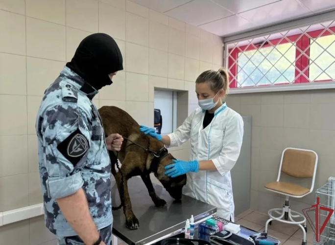 Ветеринарные специалисты столичного главка Росгвардии: профессиональная забота о здоровье служебных собак