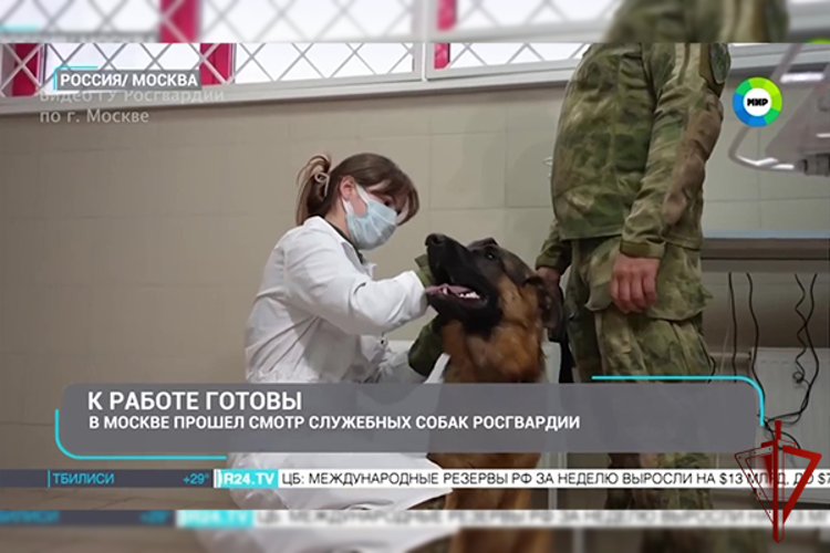  На страже безопасности: минно-розыскные собаки ОМОН «Авангард» допущены к службе
