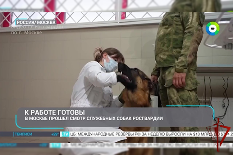 На страже безопасности: минно-розыскные собаки ОМОН «Авангард» допущены к службе (видео)