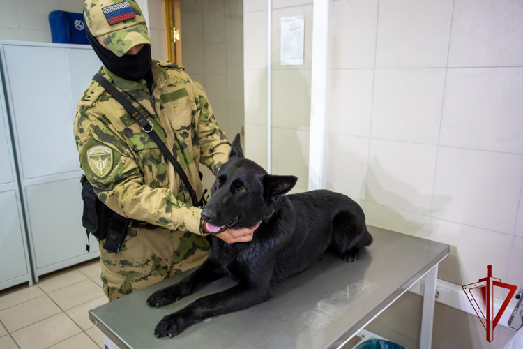 В столичном главке Росгвардии прошёл осмотр служебных собак